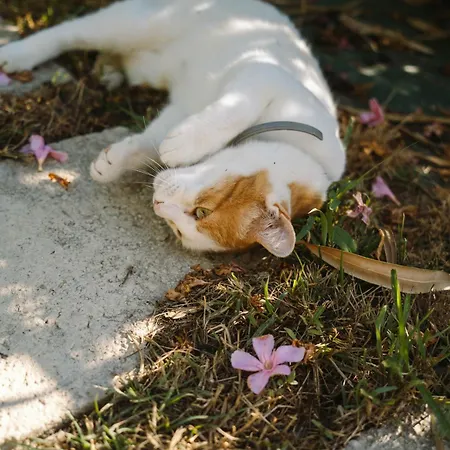 Nike Country Retreat - Rifugio Di Campagna カントリーハウス Controguerra