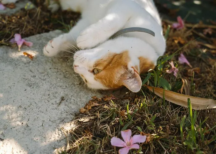 Nike Country Retreat - Rifugio Di Campagna カントリーハウス Controguerra